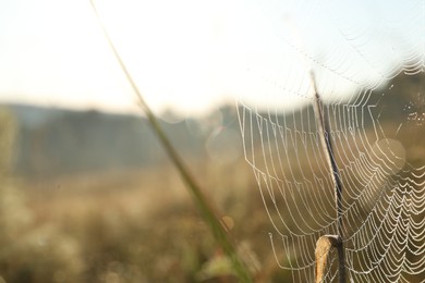 Cobweb on plants at meadow in morning, closeup. Space for text