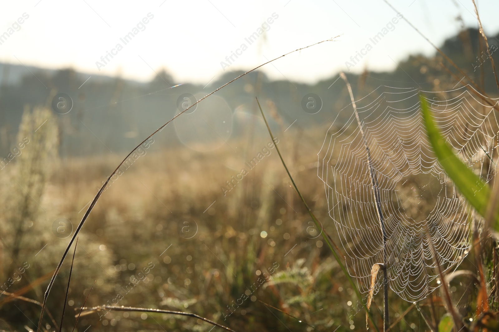 Photo of Cobweb on plants at meadow in morning, closeup. Space for text