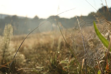 Photo of Cobweb on plants at meadow in morning, closeup. Space for text