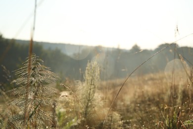 Photo of Beautiful view of different plants at meadow in morning, closeup