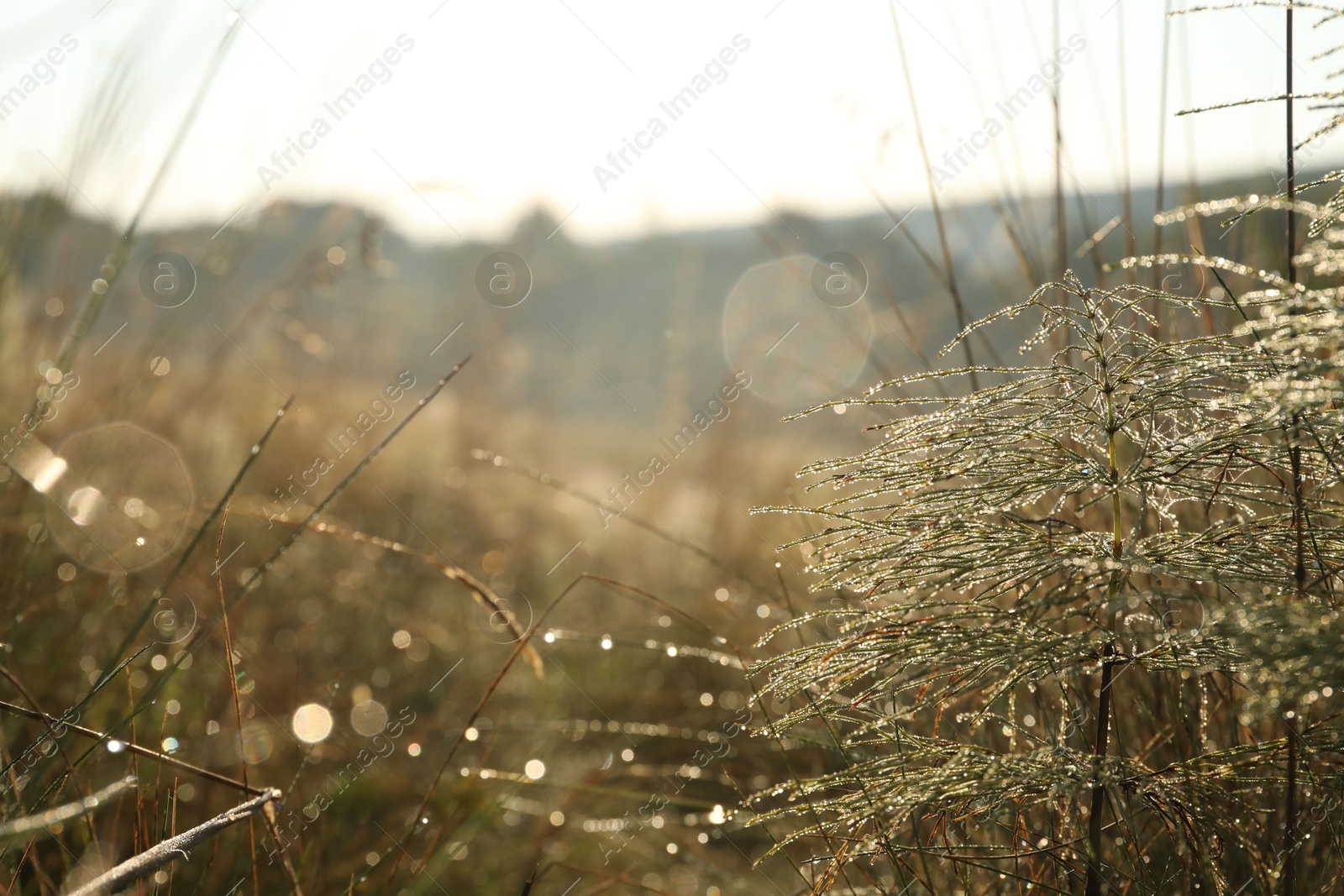 Photo of Plant with water drops in morning, closeup. Space for text