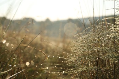 Photo of Plant with water drops in morning, closeup. Space for text