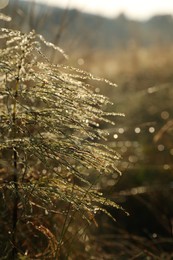 Plant with water drops in morning, closeup