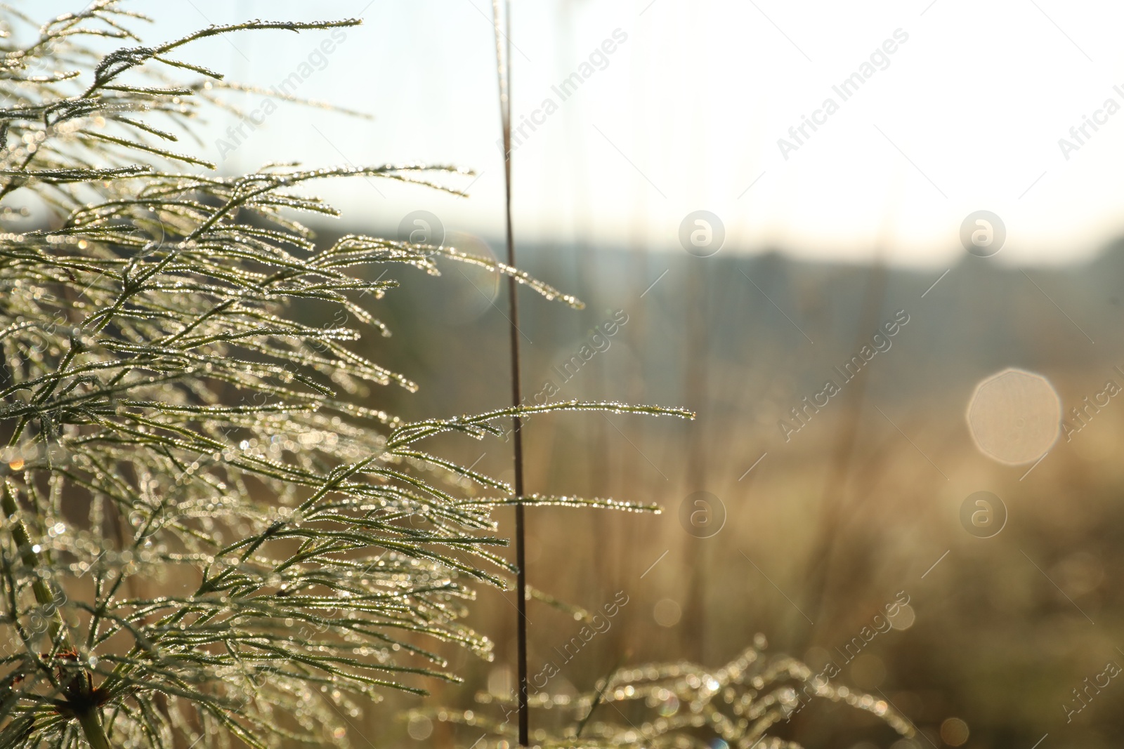 Photo of Plant with water drops in morning, closeup. Space for text