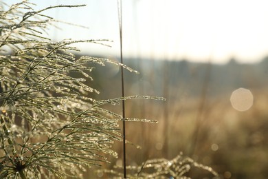 Photo of Plant with water drops in morning, closeup. Space for text