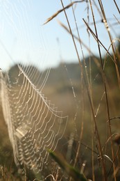 Cobweb on plants at meadow in morning, closeup