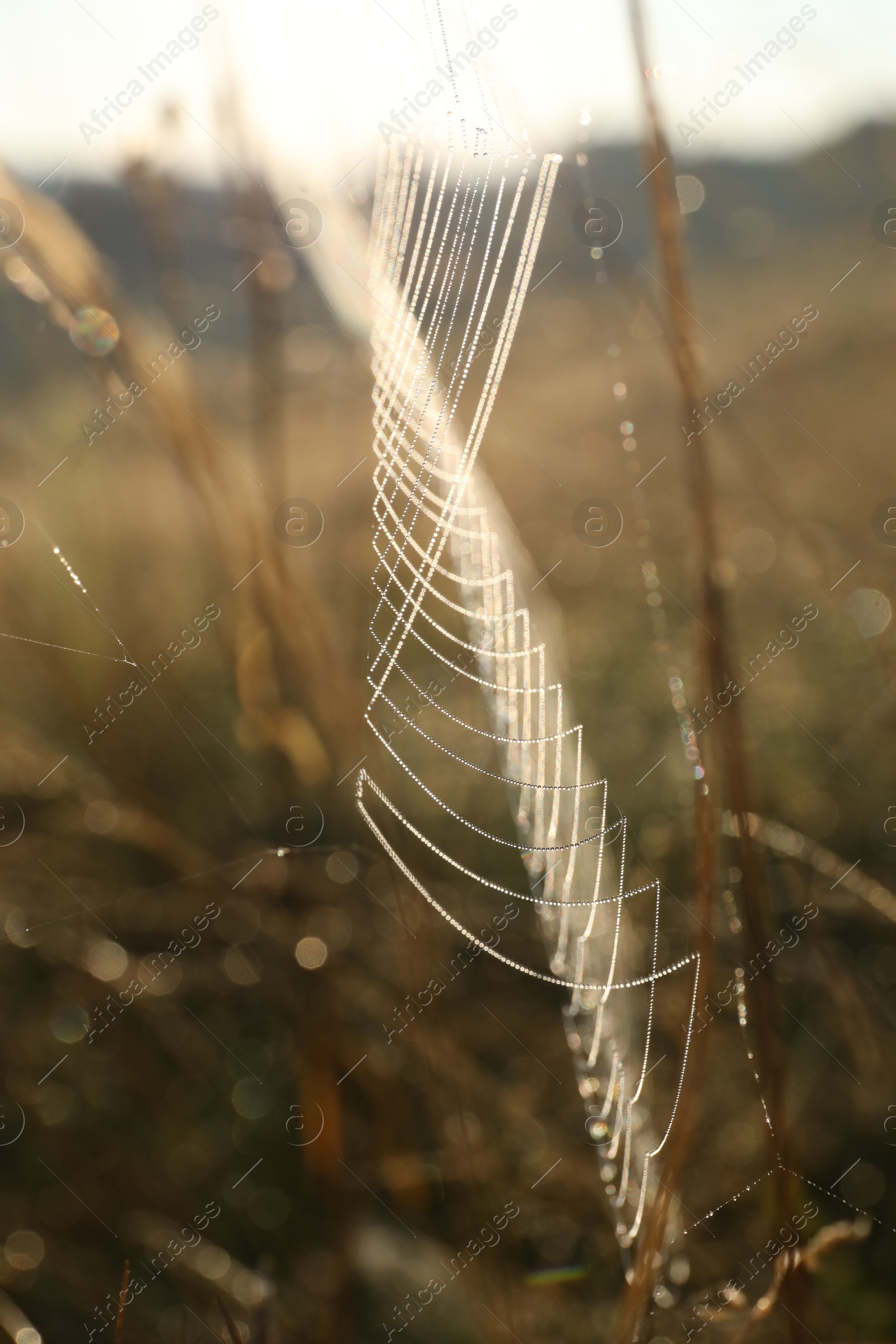 Photo of Cobweb on plants at meadow in morning, closeup