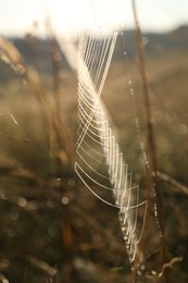 Cobweb on plants at meadow in morning, closeup