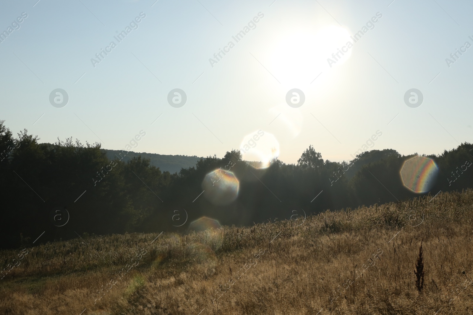 Photo of Beautiful view of meadow with different plants in morning