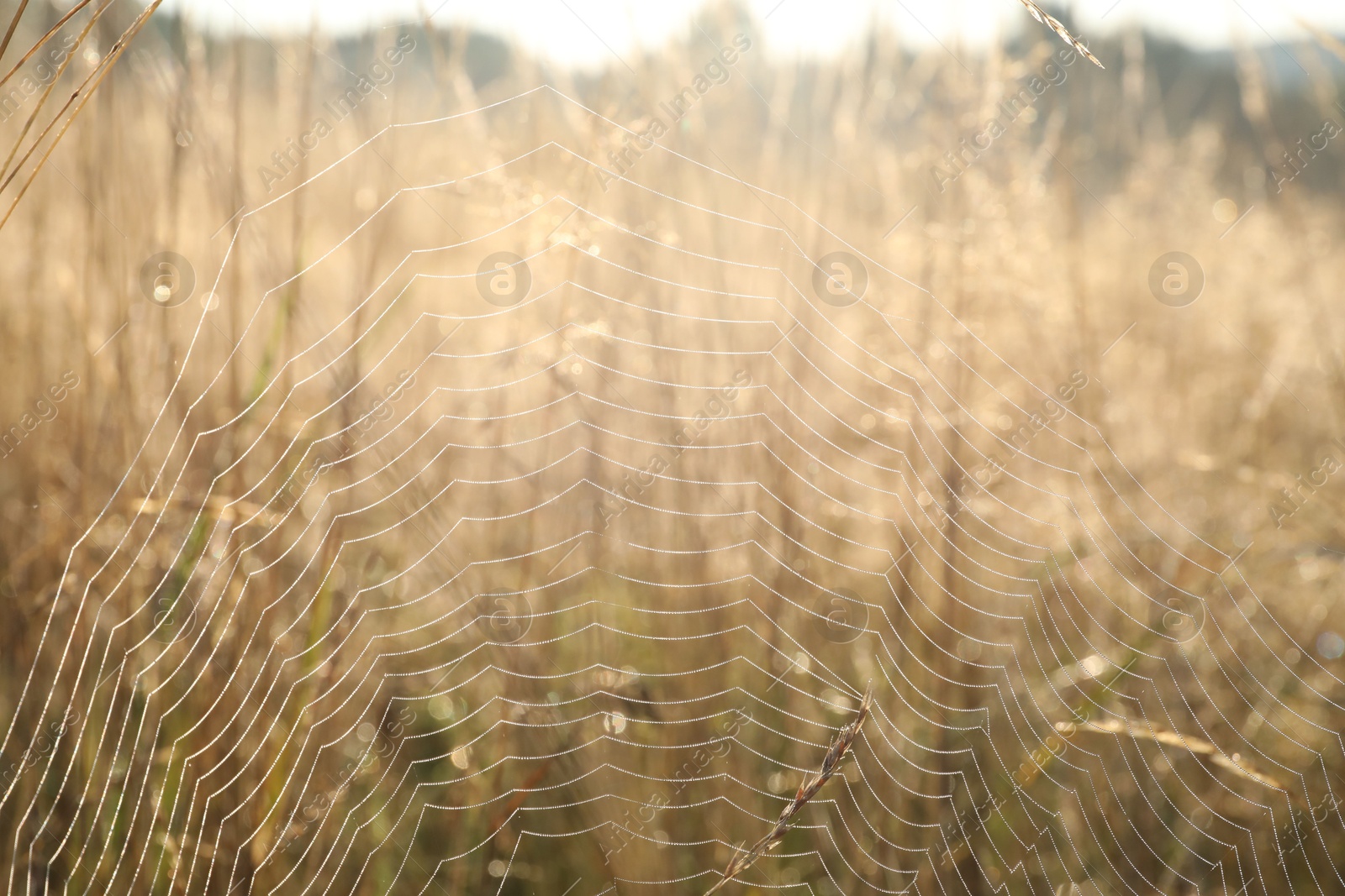 Photo of Cobweb on plants at meadow in morning, closeup