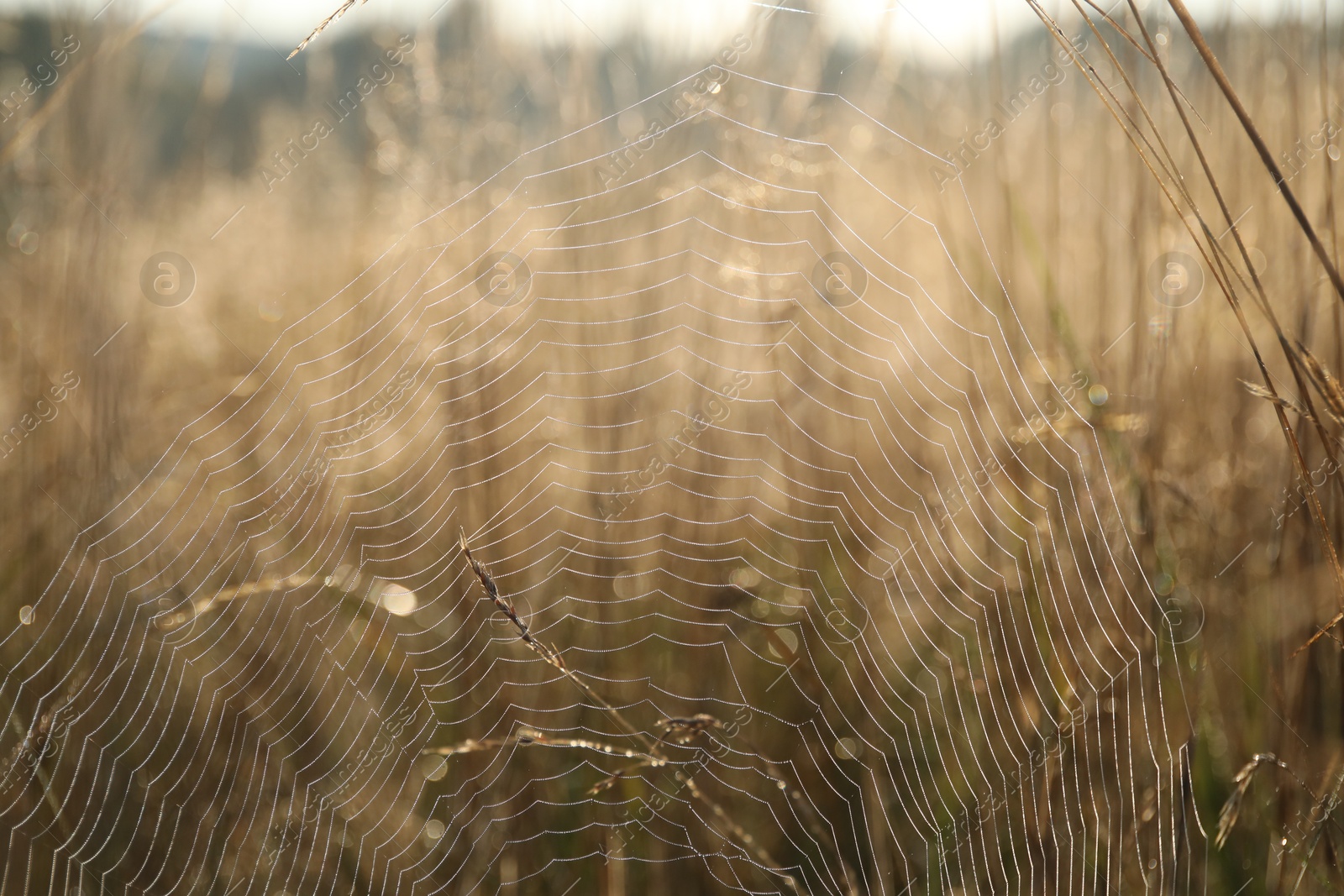 Photo of Cobweb on plants at meadow in morning, closeup