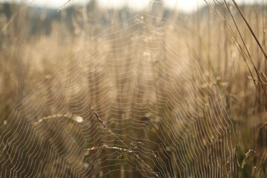 Cobweb on plants at meadow in morning, closeup