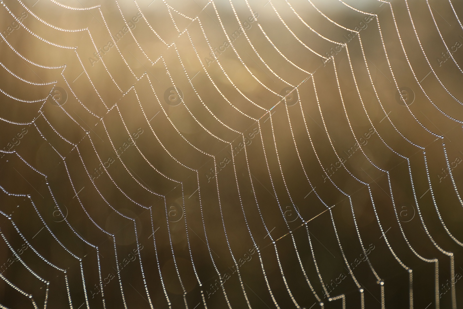 Photo of Closeup view of cobweb in morning outdoors