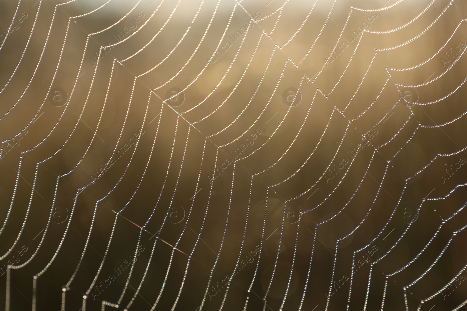 Photo of Closeup view of cobweb in morning outdoors