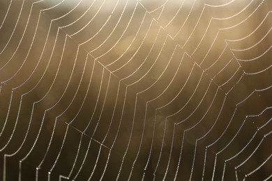 Photo of Closeup view of cobweb in morning outdoors