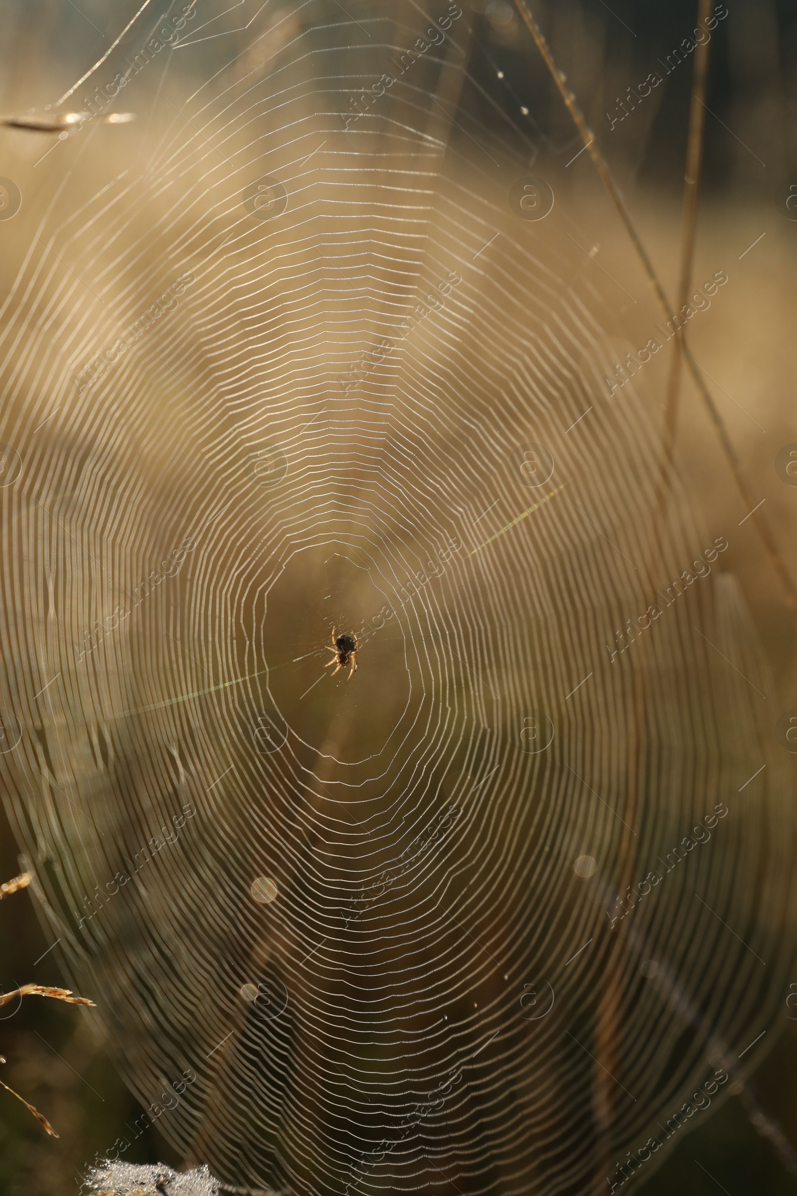 Photo of Closeup view of cobweb in morning outdoors