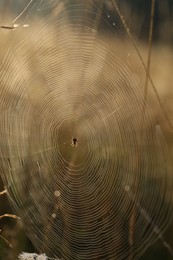 Closeup view of cobweb in morning outdoors