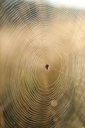 Closeup view of cobweb in morning outdoors