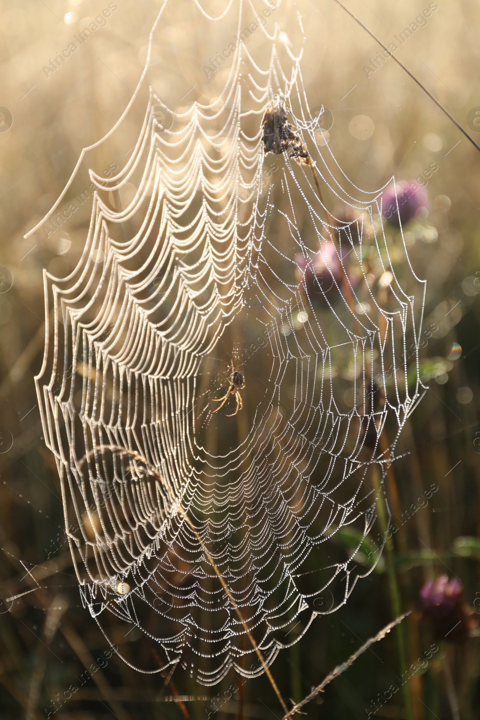 Photo of Cobweb on plants at meadow in morning, closeup