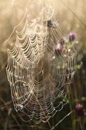 Photo of Cobweb on plants at meadow in morning, closeup