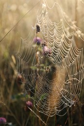 Photo of Cobweb on plants at meadow in morning, closeup