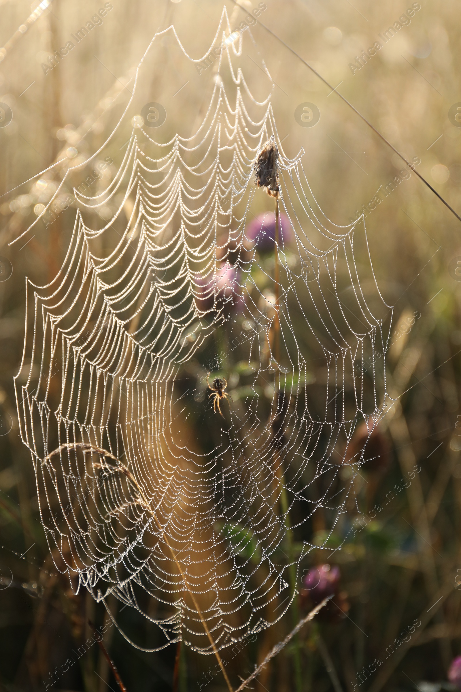 Photo of Cobweb on plants at meadow in morning, closeup