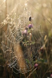 Photo of Cobweb on plants at meadow in morning, closeup