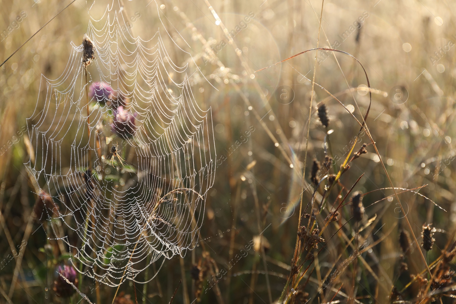 Photo of Cobweb on plants at meadow in morning, closeup. Space for text