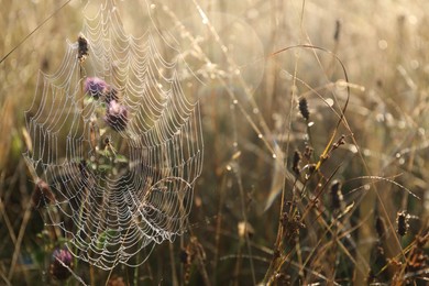 Cobweb on plants at meadow in morning, closeup. Space for text