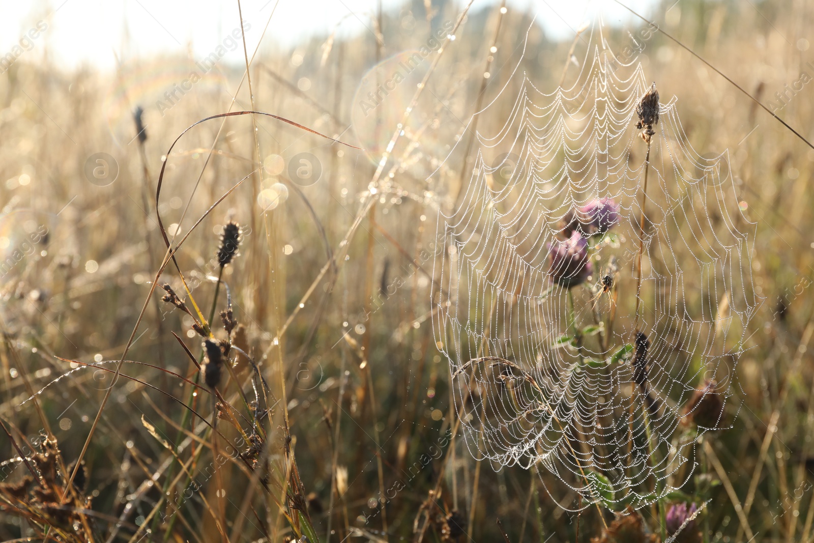 Photo of Cobweb on plants at meadow in morning, closeup. Space for text