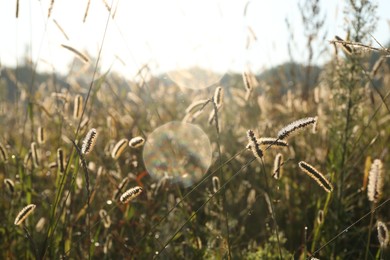 Beautiful view of different plants in morning