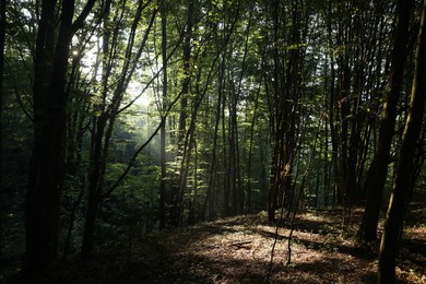 Photo of Beautiful view of forest with many trees in morning