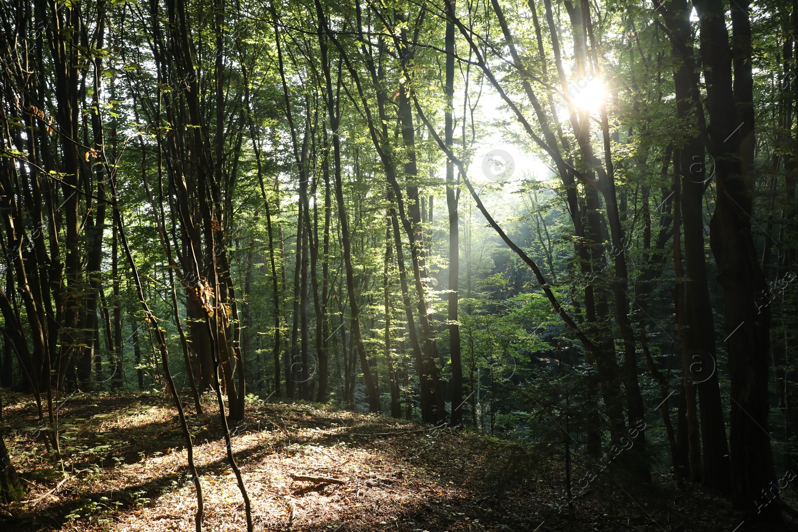 Photo of Beautiful view of forest with many trees in morning