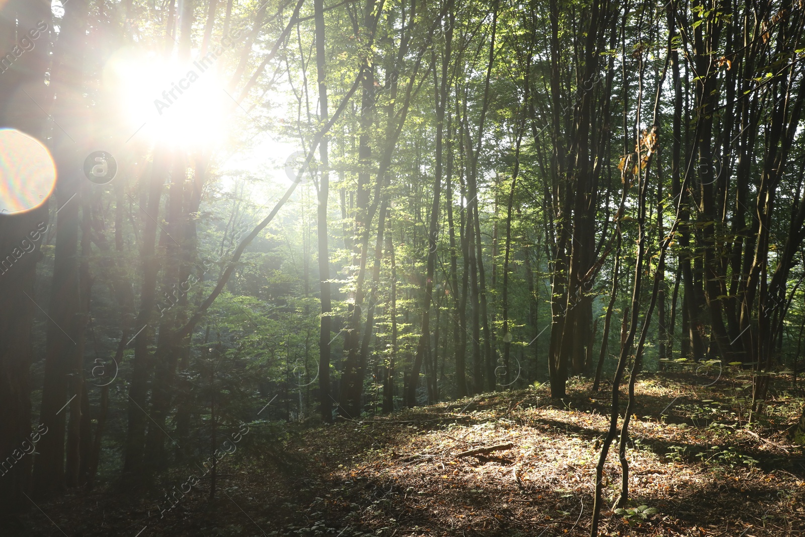 Photo of Beautiful view of forest with many trees in morning