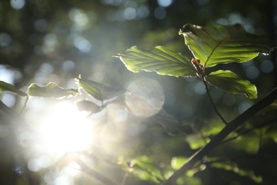 Photo of Tree branch with green leaves in morning outdoors, closeup