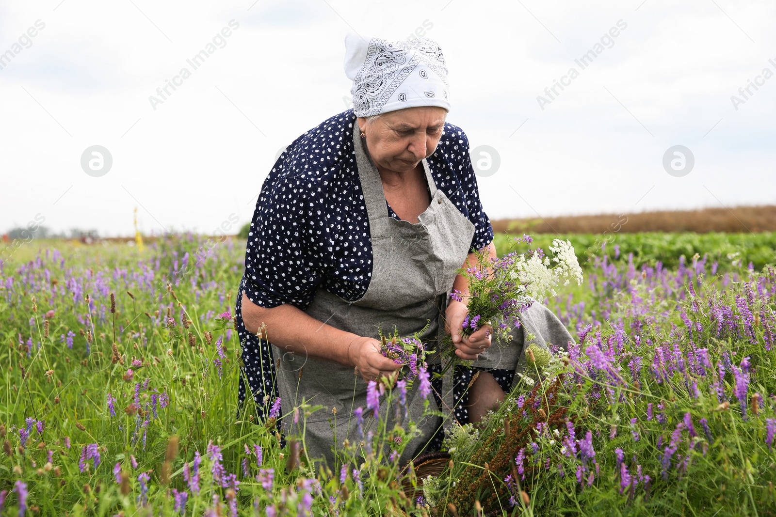 Photo of Senior woman picking wildflowers for tincture in meadow