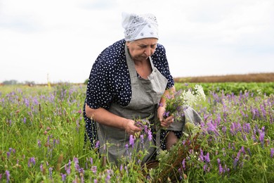 Senior woman picking wildflowers for tincture in meadow