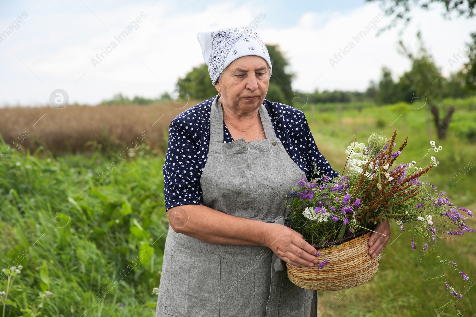 Photo of Senior woman with wildflowers for tincture outdoors