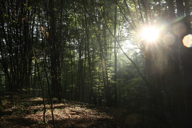 Beautiful view of forest with many trees in morning