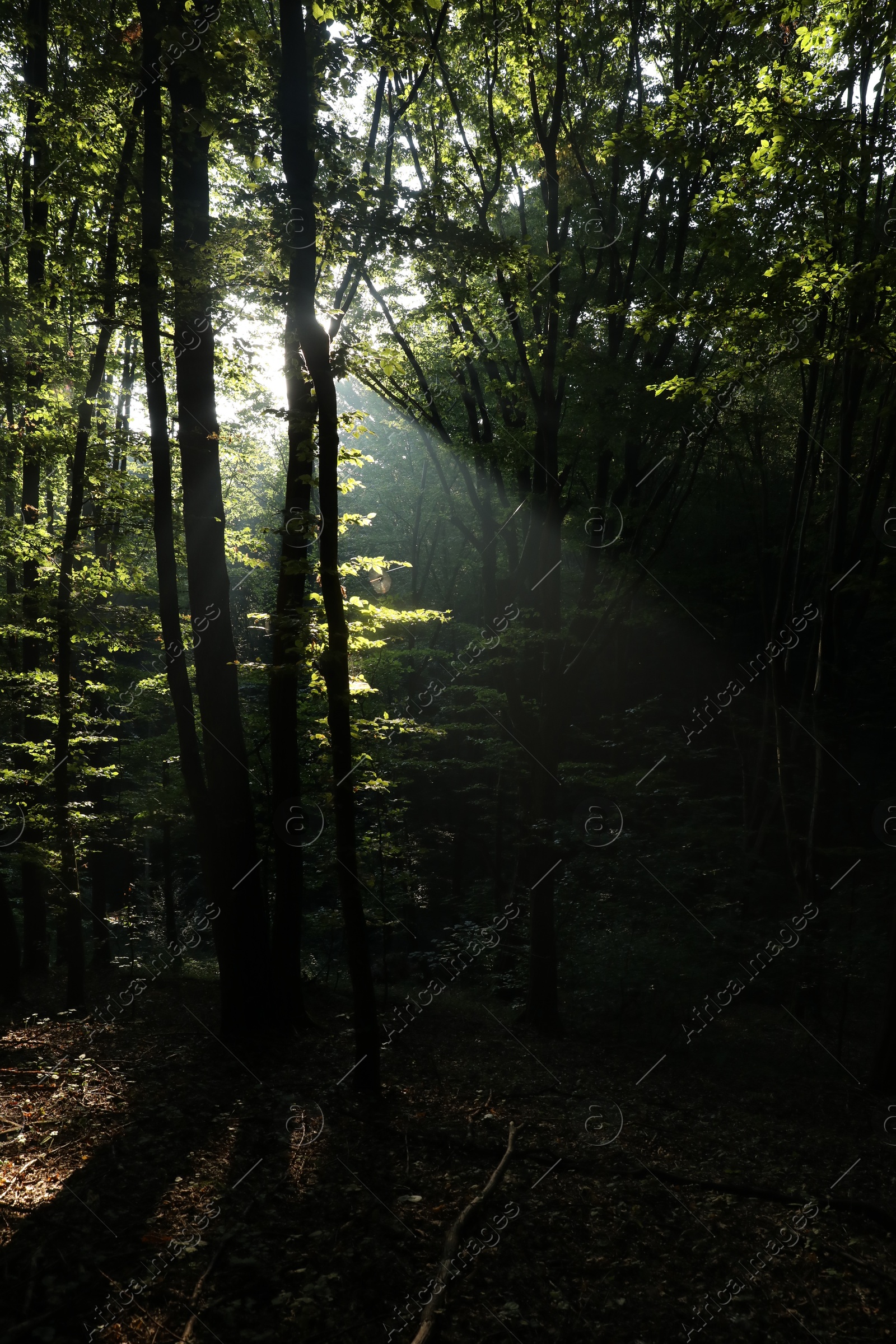 Photo of Beautiful view of forest with many trees in morning