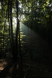 Beautiful view of forest with many trees in morning