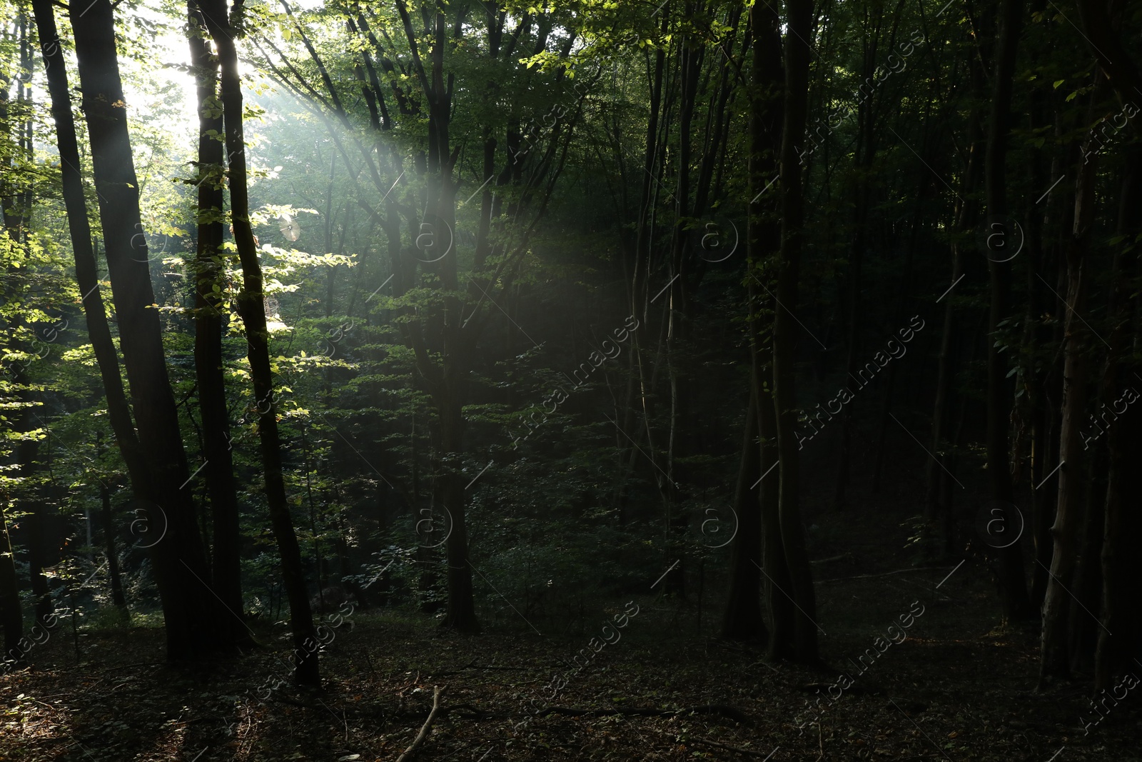 Photo of Beautiful view of forest with many trees in morning