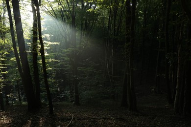 Beautiful view of forest with many trees in morning