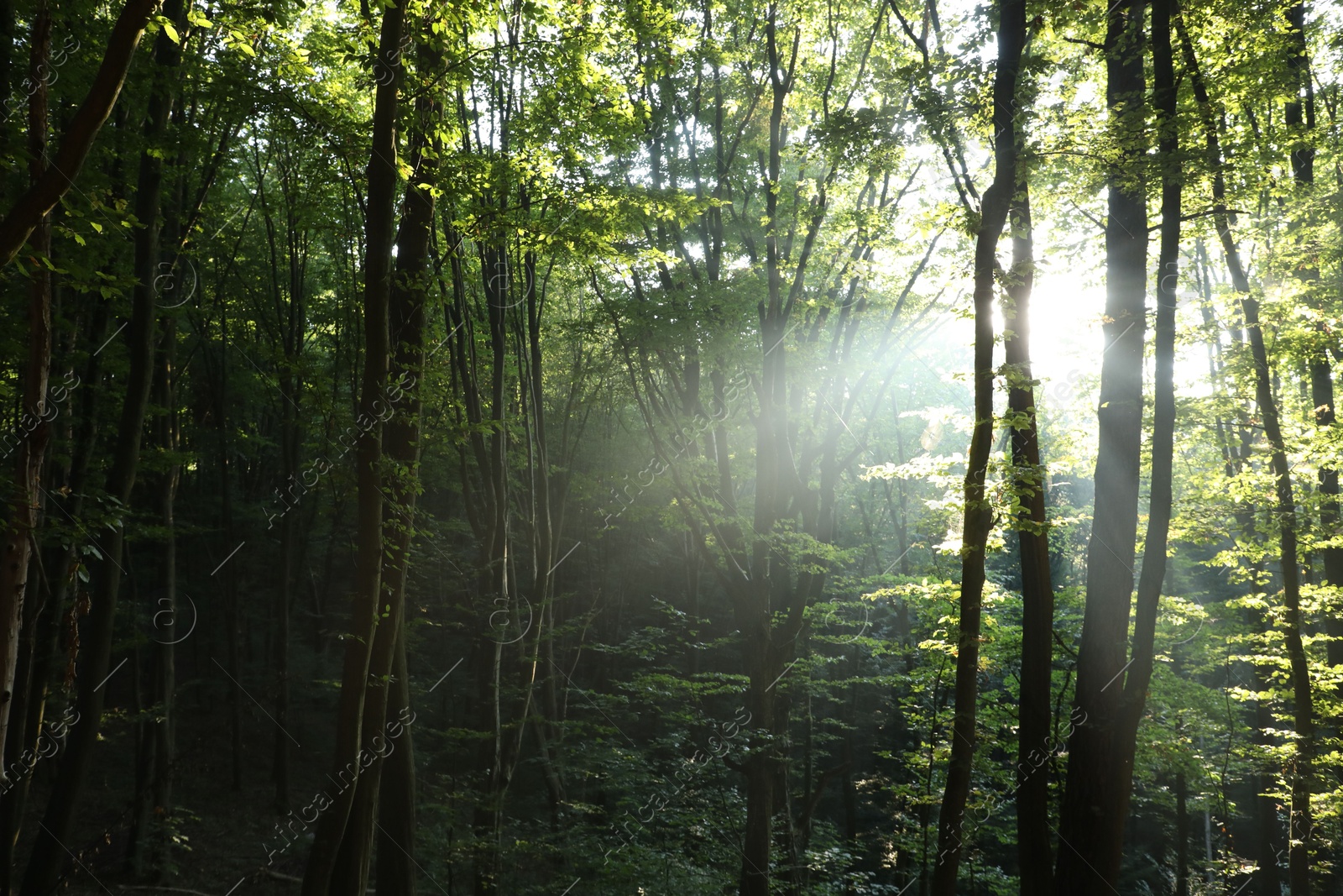 Photo of Beautiful view of forest with many trees in morning