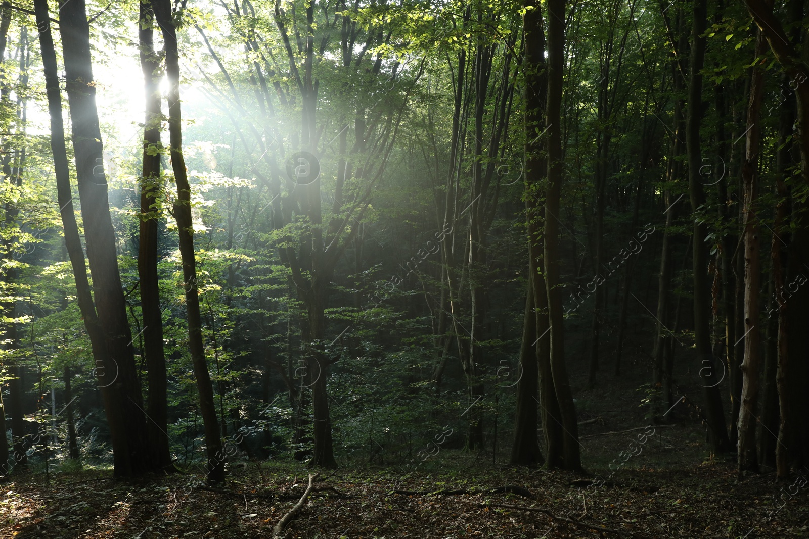 Photo of Beautiful view of forest with many trees in morning