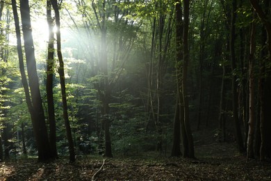 Photo of Beautiful view of forest with many trees in morning