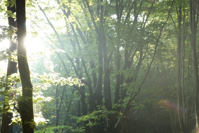 Photo of Beautiful view of forest with many trees in morning