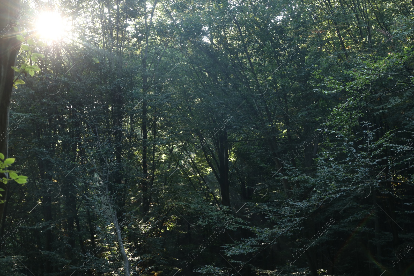 Photo of Beautiful view of forest with many trees in morning