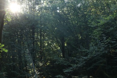 Beautiful view of forest with many trees in morning