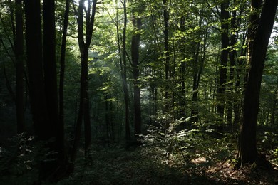 Beautiful view of forest with many trees in morning